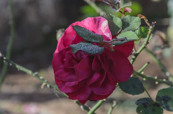 sabah orvallho ile dev kırmızı gül