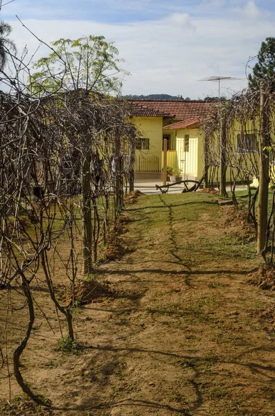 üzüm dikim, güneşli günde bağ yolu