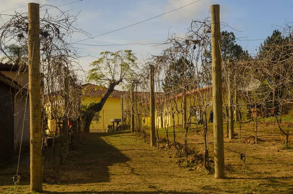 üzüm dikim, güneşli günde bağ yolu