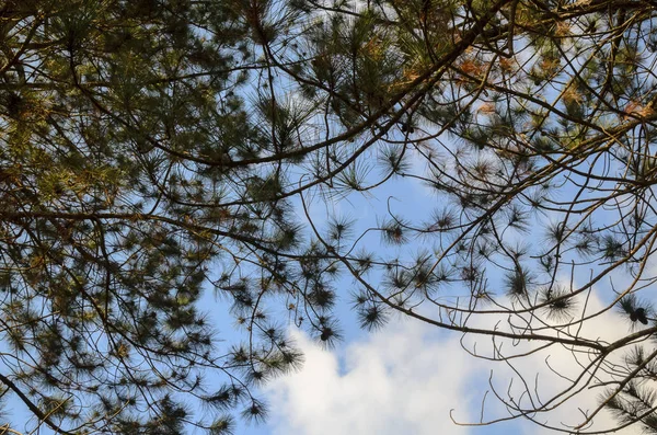 Arka plan mavi gökyüzü ile bir konumda ağaç dal