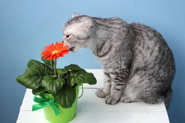 İskoç kedi bir çiçek ekmek parası