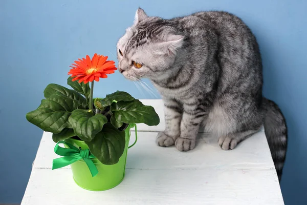 Scottish cat smelling a flower