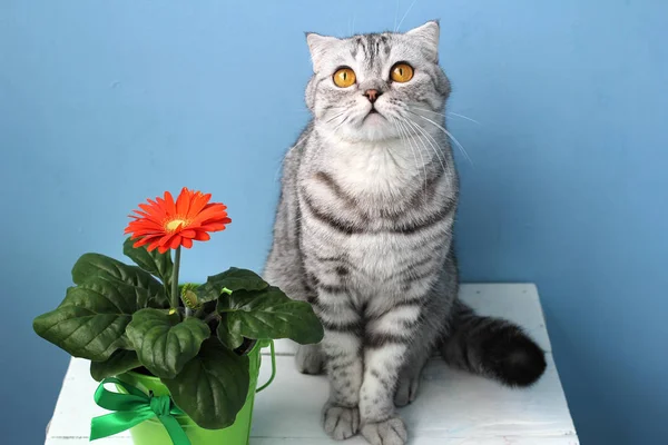 İskoç Fold kedi ve bir tencerede bir çiçek