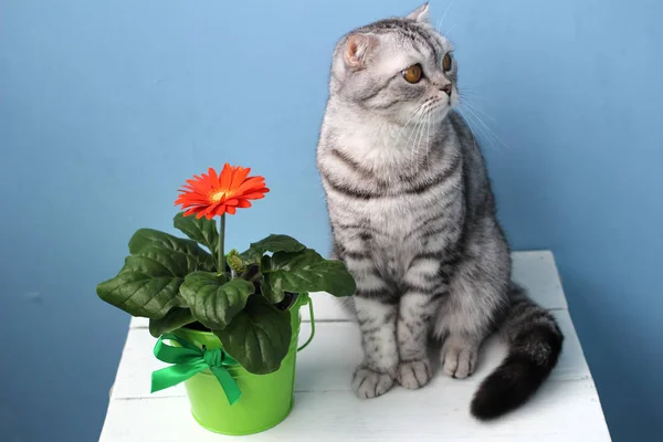 Beyaz masa ve Gri kedi üzerinde bir tencerede çiçek