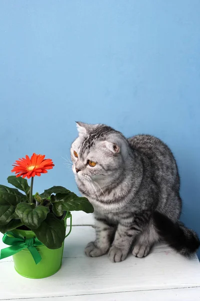 Çiçek ve kedi