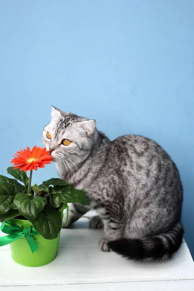 İskoç kedi ve kırmızı çiçek