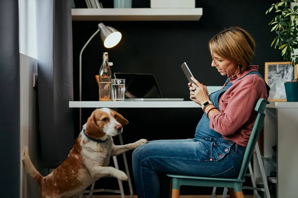 Vue latérale de mignonne femme enceinte caucasienne assise au bureau à la maison, en utilisant une tablette et en regardant son chien . — Photo