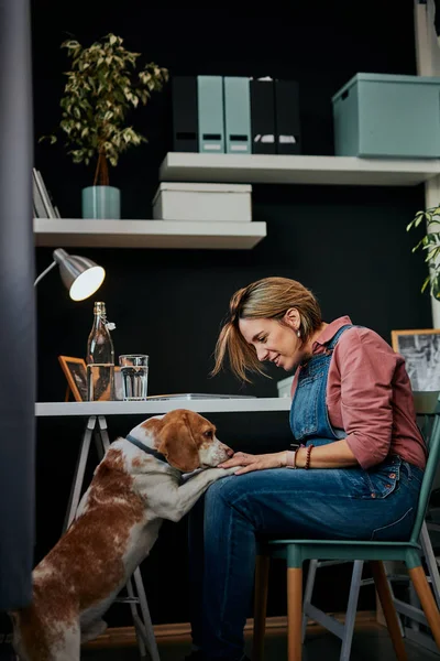 Lekfull kaukasisk gravid frilansare i fyrtioårsåldern sitter på hemmakontoret och leker med sitt älskade husdjur. Gravid kvinna som arbetar hemifrån. — Stockfoto