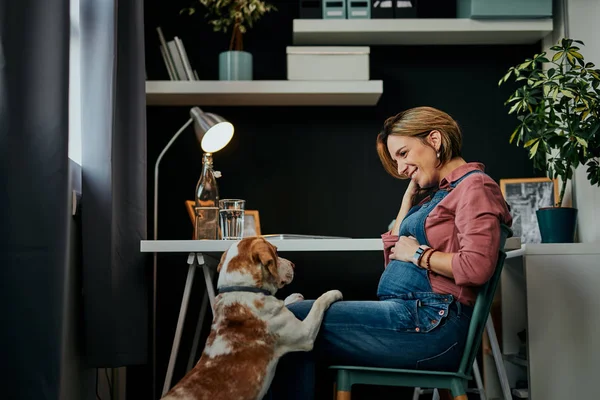 Fantastisk leende positiv kaukasisk gravid brunett sitter på hemmakontoret, vidrör magen och tittar på sin hund. Hunden är nyfiken och vill leka. — Stockfoto