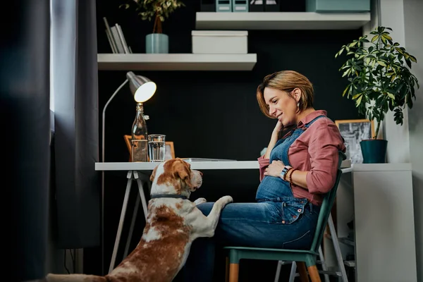 Leende charmig kaukasisk gravid kvinna sitter på hemmakontoret, vidrör magen och tittar på sin älskade hund. Hunden är nyfiken och vill leka med henne. — Stockfoto