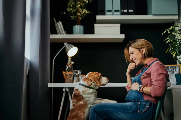 Medelålders leende gravid frilansare sitter på sitt kontor och tittar på sin älskade beagle. Beagle vill leka med henne.. — Stockfoto