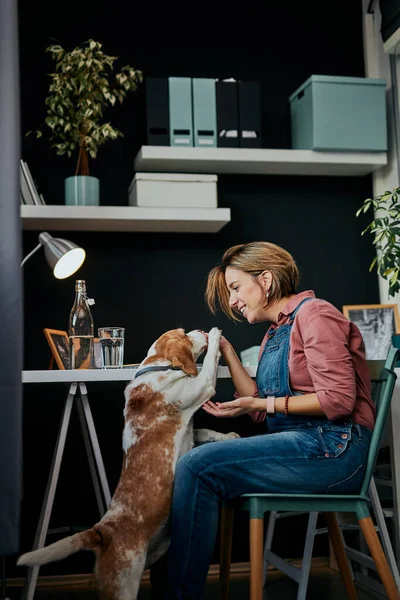 Linda mujer embarazada caucásica de cuarenta años sentada en la oficina en casa y jugando con su amado perro . — Foto de Stock