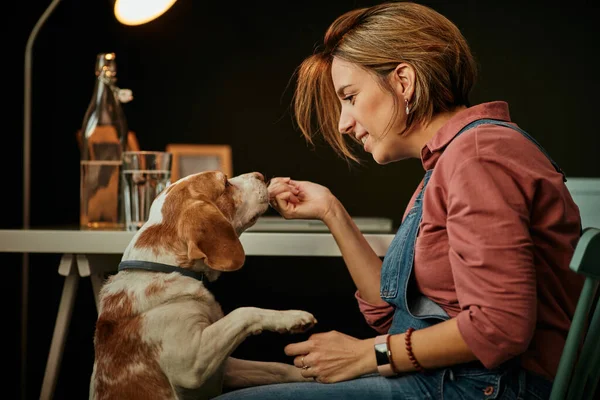 Söt kaukasisk gravid kvinna i fyrtioårsåldern sitter på hemmakontoret och leker med sin älskade hund. — Stockfoto