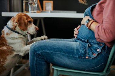 40 'lı yaşlarda hamile bir kadının evinde oturup göbeğine dokunması. Beagle meraklı ve göbeğine bakıyor..