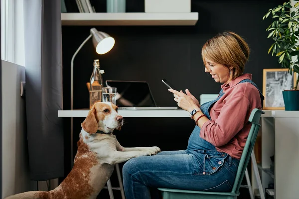 Mosolygó terhes nő ül az otthoni irodájában, és egy képet a szeretett beagle, aki játszani akar vele tabletta. — Stock Fotó