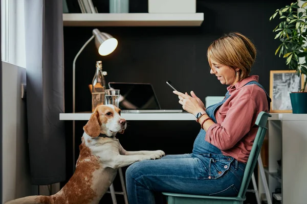 Sorrindo mulher grávida sentada em seu escritório em casa e tirando uma foto com tablet de seu amado beagle que quer brincar com ela . — Fotografia de Stock