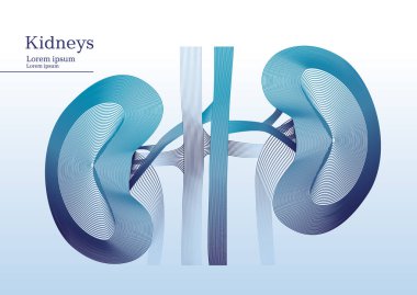 Böbrekler soyut gösteren resim