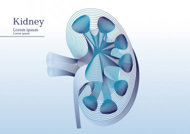 Anatomik böbrek kesi soyut gösteren resim