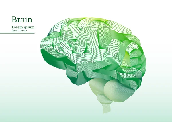 Anatomik insan beyninin soyut yeşil şekil