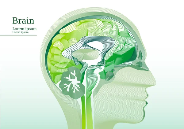 Anatomik insan kafası soyut yeşil çizimi