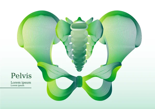 Abstract green illustration of anatomical human pelvis — Stock Vector
