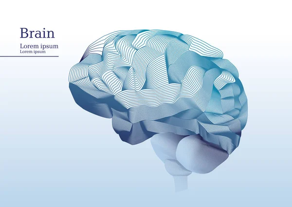 Abstract illustration of anatomical human brain — Stock Vector