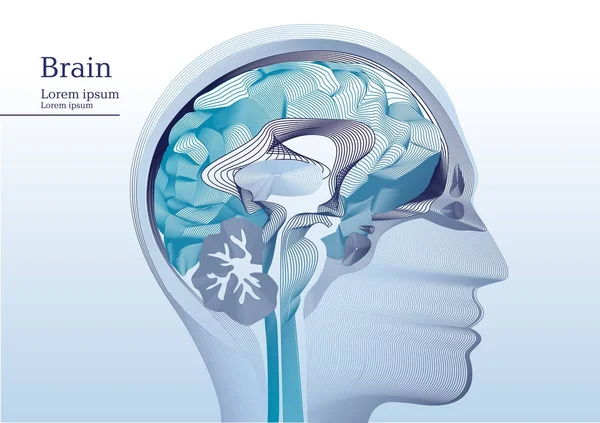 Anatomik insan kafası soyut gösteren resim