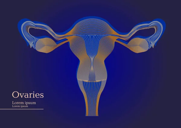 Ilustración abstracta de ovarios anatómicos humanos sobre fondo oscuro — Archivo Imágenes Vectoriales