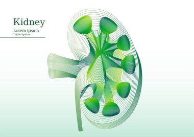 Anatomik böbrek kesi soyut yeşil çizimi