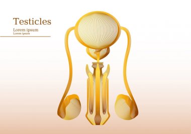 Anatomik insan testis soyut sarı illüstrasyon