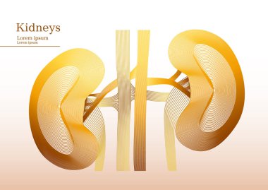 Böbrekler soyut sarı çizimi