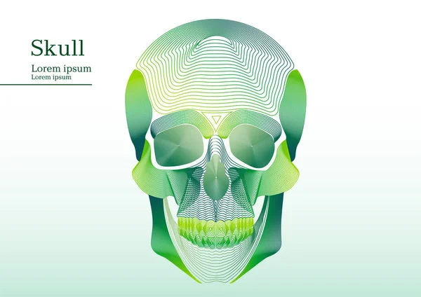 Abstract green illustration of anatomical human skull — Stock Vector