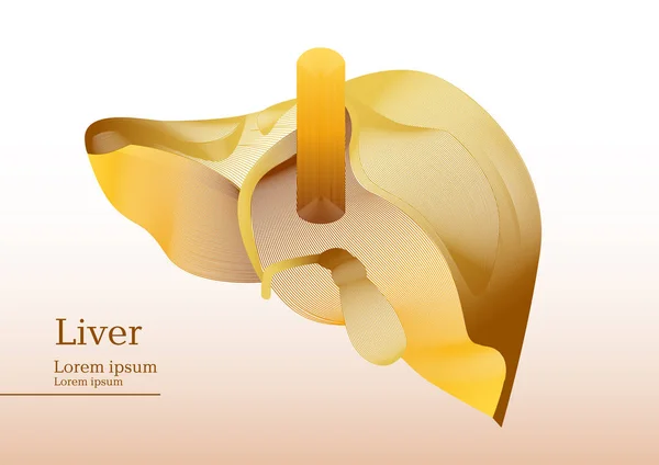 Ilustración amarilla abstracta de la sección hepática — Archivo Imágenes Vectoriales