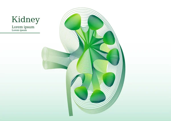 解剖学的腎切開の抽象的な緑のイラスト — ストックベクタ