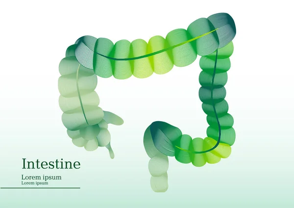 Ilustración verde abstracta del intestino — Archivo Imágenes Vectoriales