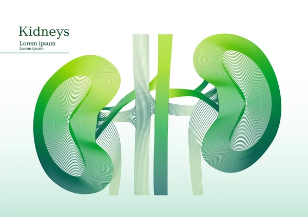 Abstrakte grüne Abbildung der Nieren — Stockvektor