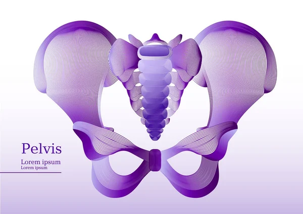 Lila ilustración abstracta de la pelvis humana anatómica — Archivo Imágenes Vectoriales