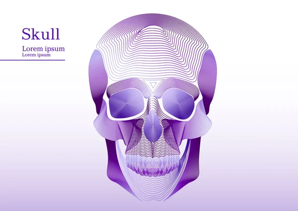 Abstract lila illustration of anatomical human skull — Stock Vector