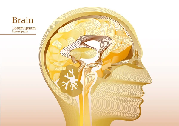 Anatomik insan kafası soyut sarı çizimi