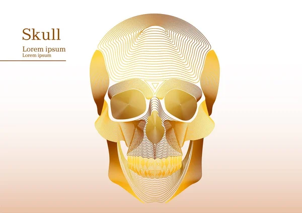 Abstract yellow illustration of anatomical human skull — Stock Vector