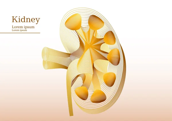 解剖学的腎切開の抽象的な黄色いイラスト — ストックベクタ