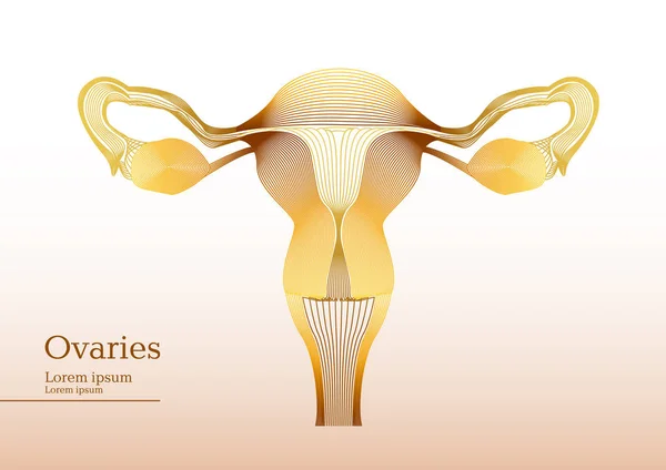 Abstracte gele illustratie van anatomische eierstokken — Stockvector