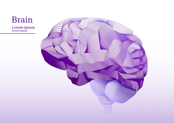Illustration abstraite du cerveau humain anatomique — Image vectorielle