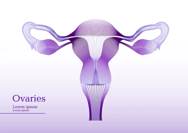 Illustration abstraite des ovaires anatomiques — Image vectorielle
