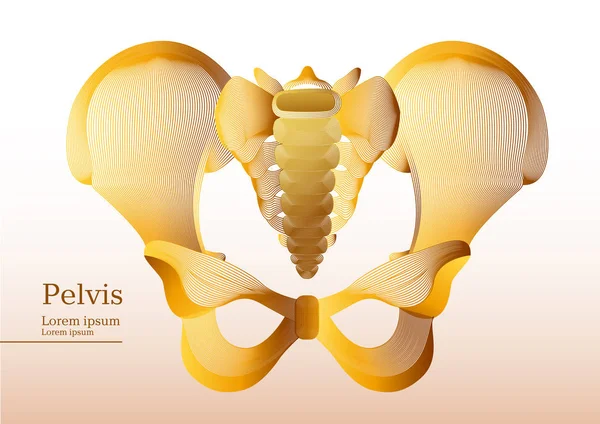 Illustration jaune abstraite du bassin humain anatomique — Image vectorielle