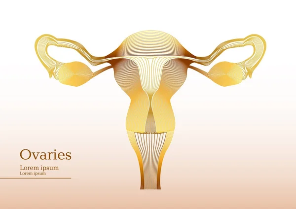 Illustration jaune abstraite des ovaires anatomiques — Image vectorielle