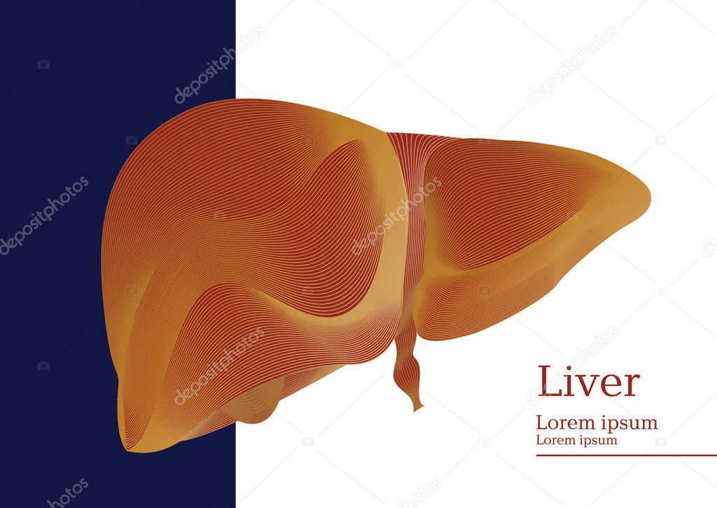 Abstract illustration of human anatomical liver on blue and white background