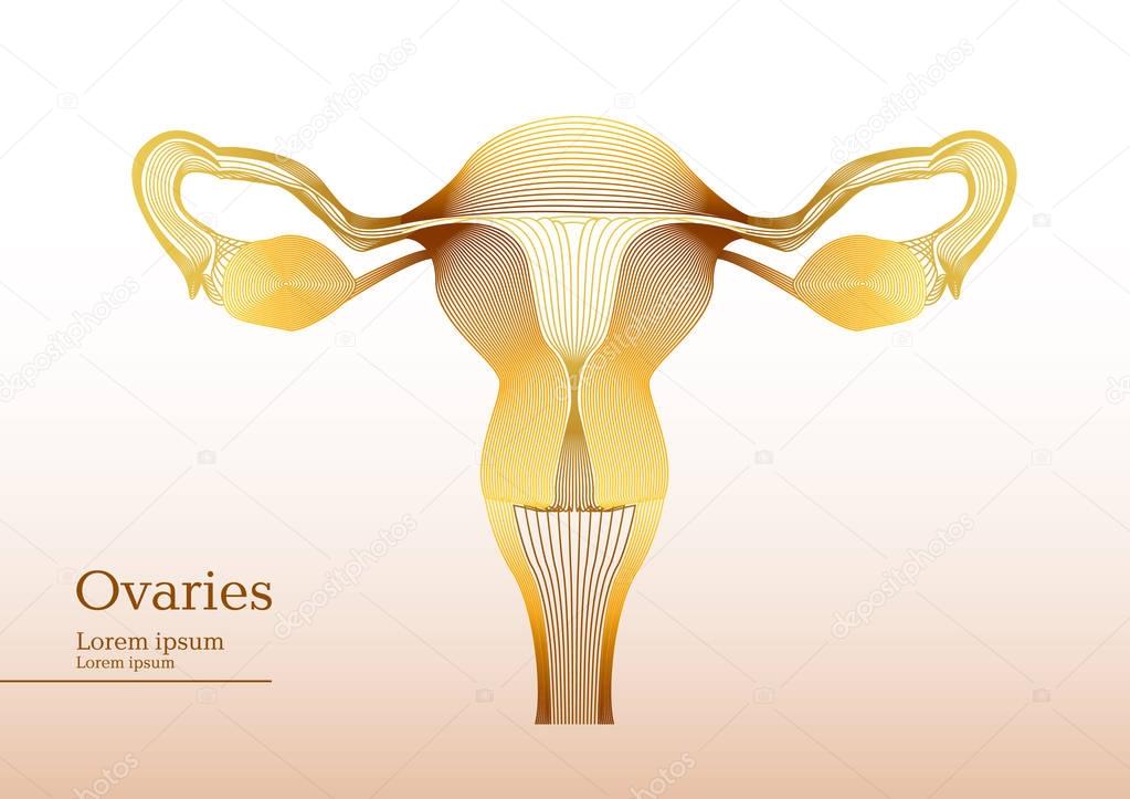 Abstract yellow illustration of anatomical ovaries