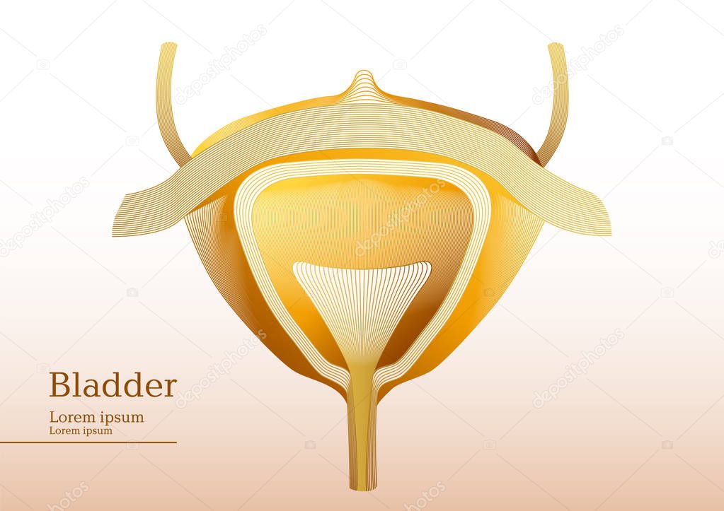 Abstract yellow illustration of bladder