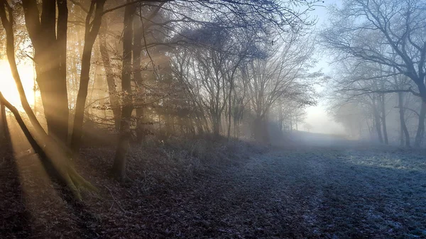 Paysage magique d'une route dans une forêt avec brouillard et rayons de soleil — Photo